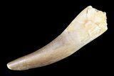 Fossil Plesiosaur (Zarafasaura) Tooth - Morocco #81822-1